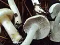 !!Inocybe geophylla!!