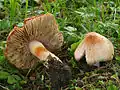 Inocybe erubescens