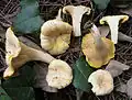 Cantharellus pallens