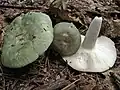 Russula aeruginea