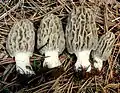Morchella tridentina sin. frustrata