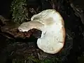 Ganoderma carnosum