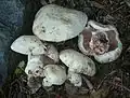 Agaricus bernardii