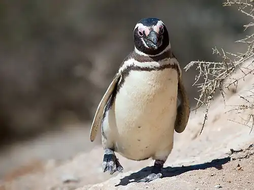 Pinguin MagellanSpheniscus magellanicus
