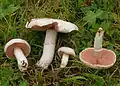 Agaricus campestris