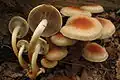 Hypholoma lateritium