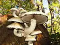 !Pholiota populnea!