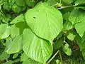 Tilia platyphyllos