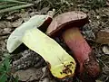!Rubroboletus rhodoxanthus!