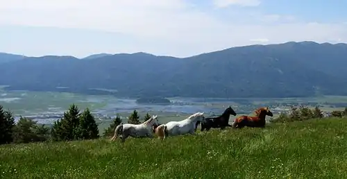 Slovenia Dinarică: Lacul intermitent Cerknica⁠(d)