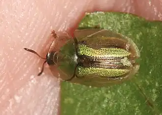 Gândacul auriu striat(Buprestis splendens)