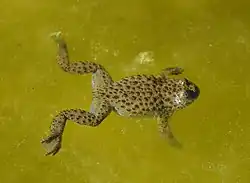 Buhai de baltă cu burtă galbenă(Bombina variegata)