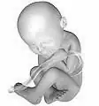 Fetus la 38 săptămâni de la fertilizare