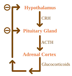 diagram showing feedback loop of hormones