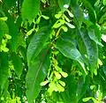 Acer laevigatum leaves and fruit