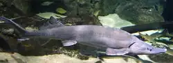 Siberian sturgeon