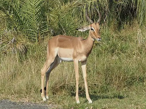 Pui de impala comună