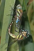 Dragonflies mating