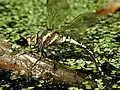 Dragonfly depositing eggs