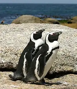 Pinguini africani Spheniscus demersus