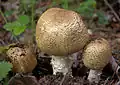 Agaricus augustus