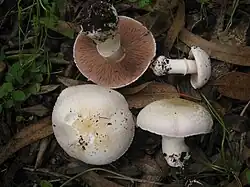 !!Agaricus bresadolanus!!