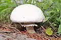 Agaricus campestris
