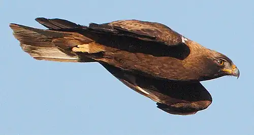 Acvilă pitică(Aquila pennata)