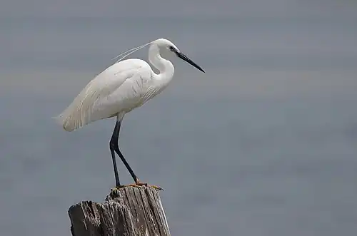 Egretă mică (Egretta garzetta)