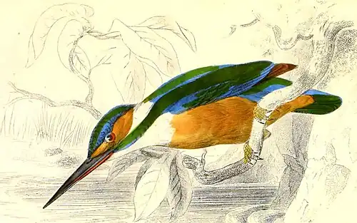 Pescărașul albastru după William Jardine