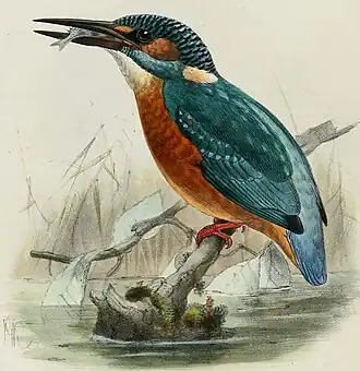 Pescărașul albastru după Dresser