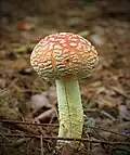 !!Amanita muscaria!!