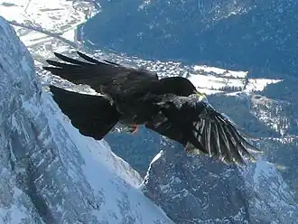 Stăncuța alpină(Pyrrhocorax&nbsp;graculus)