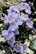 Myosotis alpestris