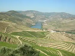 Dealuri cultivate în valea râului Douro din Portugalia de Nord.