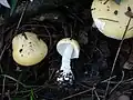 !!Amanita junquillea!!