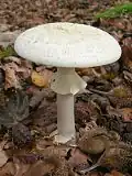 Amanita citrina