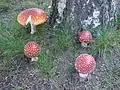 Grup de A.muscaria