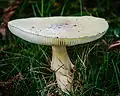 !!!Amanita phalloides!!!