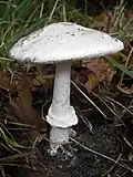 !!!Amanita phalloides!!!