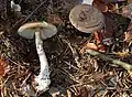 !Amanita porphyria!