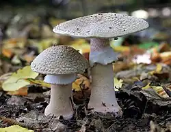 Amanita rubescens (Amanitaceae)