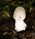 Amanita rubescens tânăr