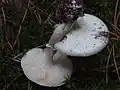 Amanita virosa