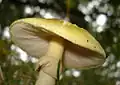 !!! Amanita phalloides !!!