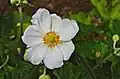 Anemone hupehensis