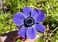 Anemone albastru