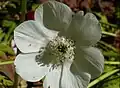 Anemone alb
