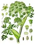 Angelica archangelica L.
