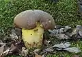 Boletus appendiculatus